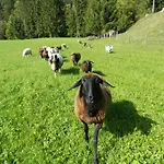 Reiters-ferienhaus Russbach am Pass Gschuett